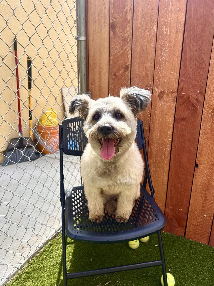 Enlarge Nugget, a Adoptable mixed breed in ventura, CA image 3/4