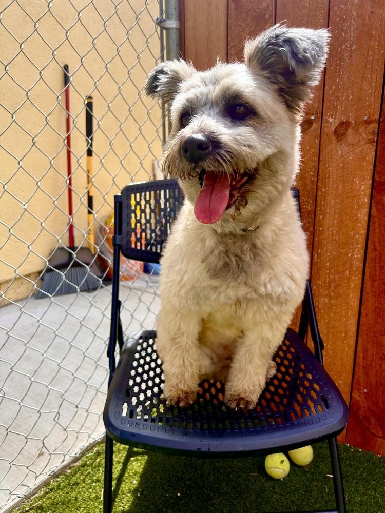 Enlarge Nugget, a Adoptable mixed breed in ventura, CA image 4/4
