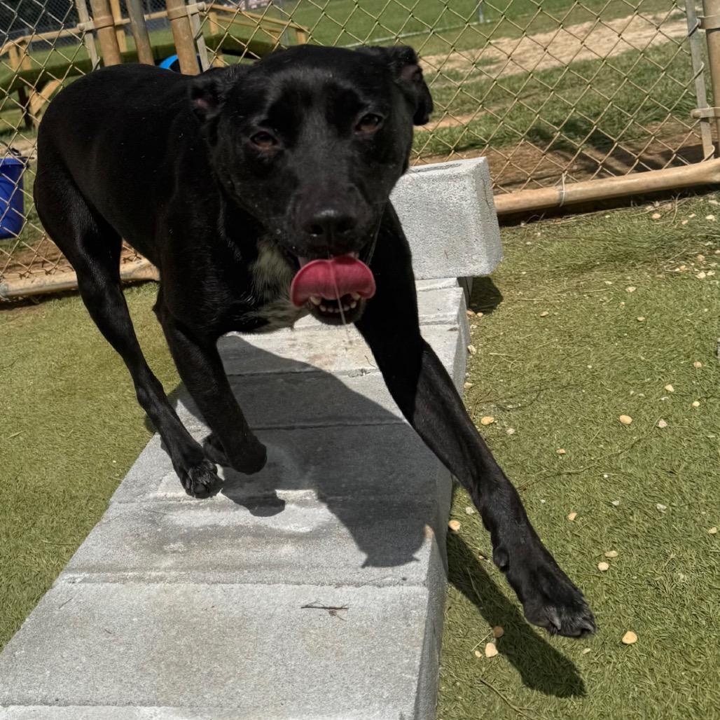 Dan, Adoptable, Senior Male Labrador Retriever.
