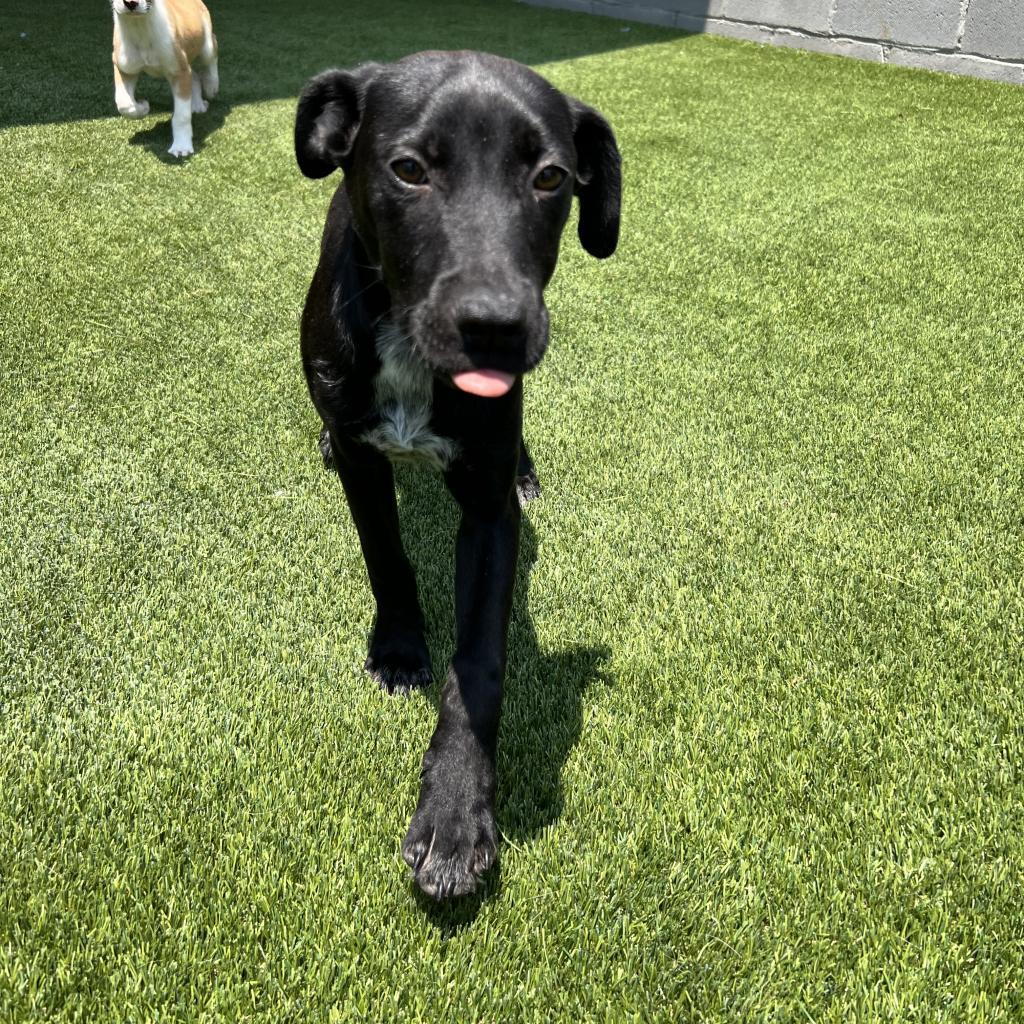 Enlarge Dan, a Adoptable mixed breed in Birmingham , AL image 2/2