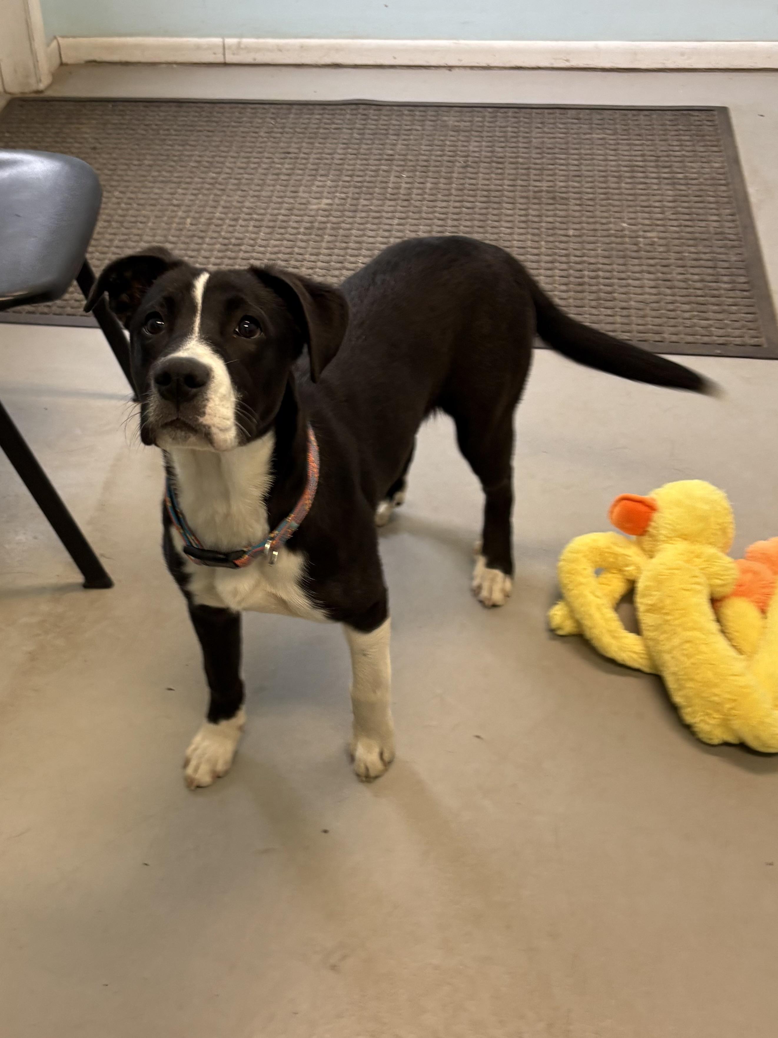 Luna, Baby Female Mixed Breed