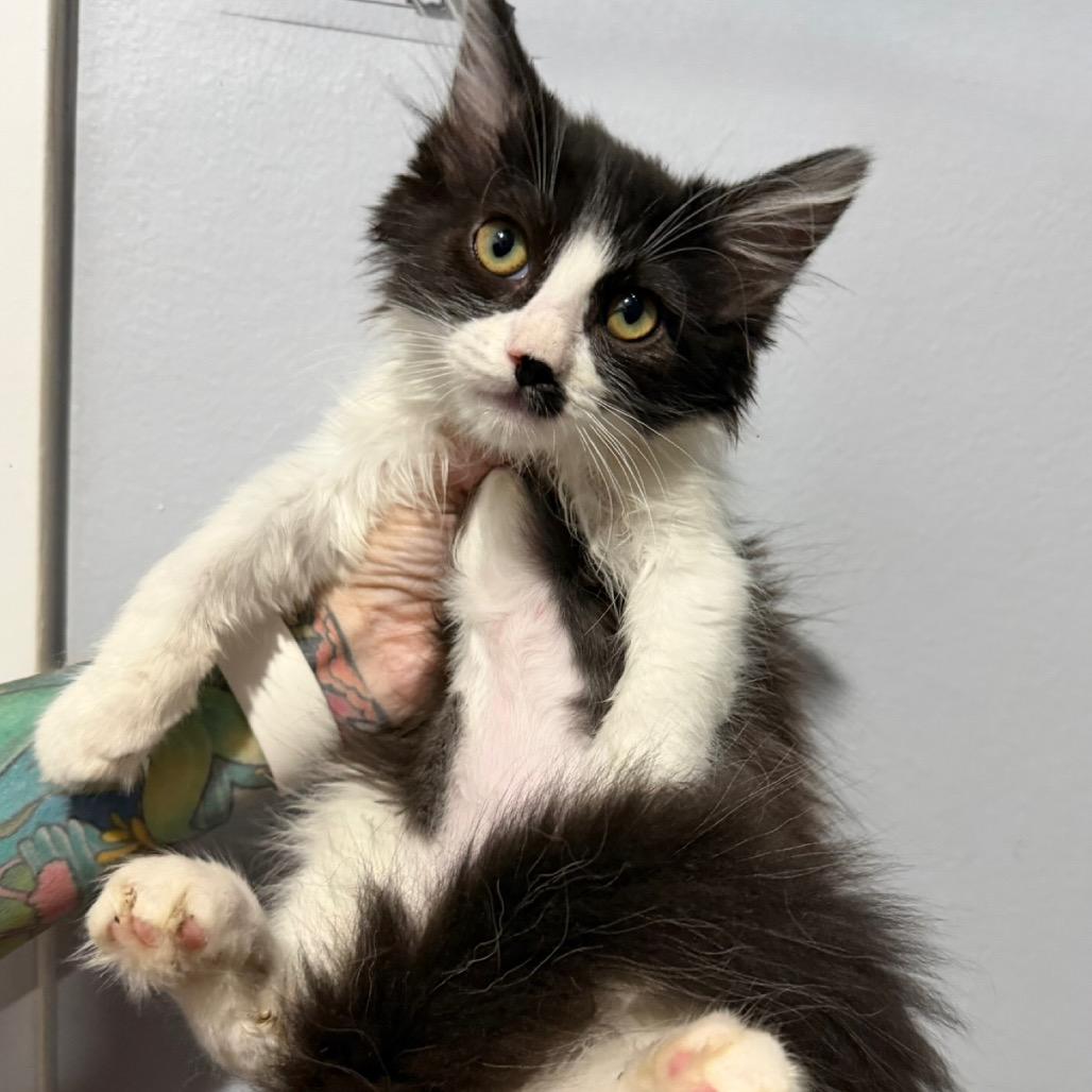 Mandy, Adoptable, Kitten Female Domestic Long Hair.