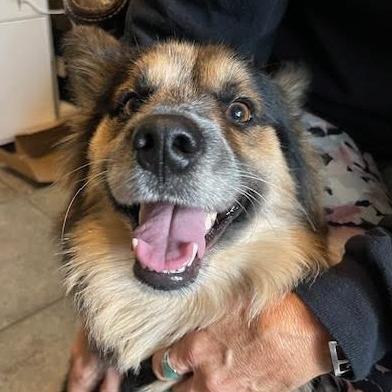 Enlarge YONA PFR-A-577, a Adoptable mixed breed in Indiantown, FL image 2/4