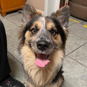 Enlarge YONA PFR-A-577, a Adoptable mixed breed in Indiantown, FL image 3/4