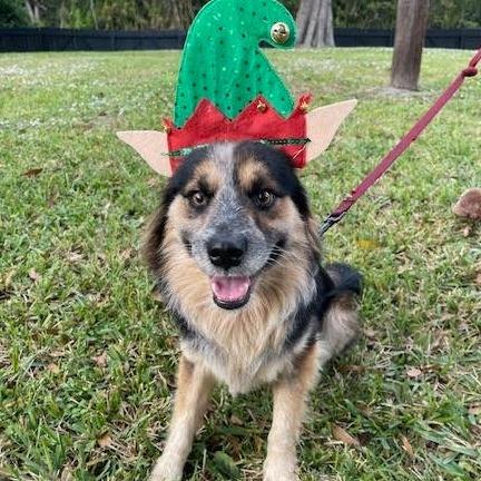 Enlarge YONA PFR-A-577, a Adoptable mixed breed in Indiantown, FL image 4/4