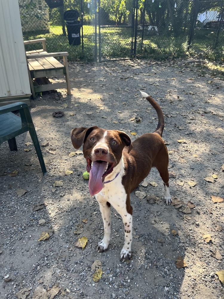 Trevor, Adoptable, Adult Male Pointer.