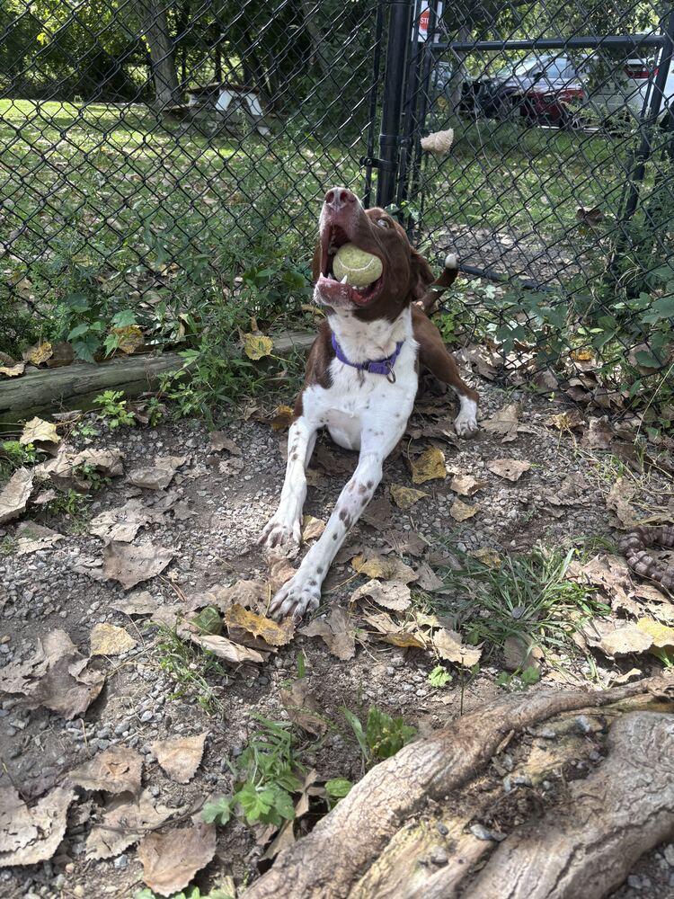 Enlarge Trevor, a Adoptable mixed breed in Elmsford, NY image 2/6