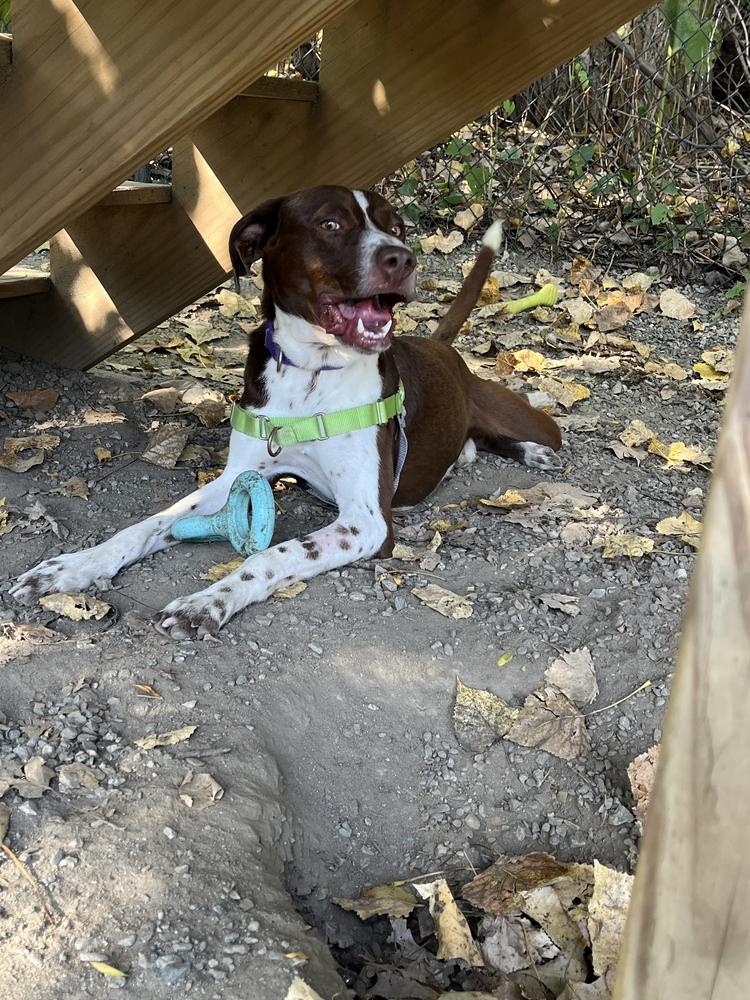 Enlarge Trevor, a Adoptable mixed breed in Elmsford, NY image 4/6
