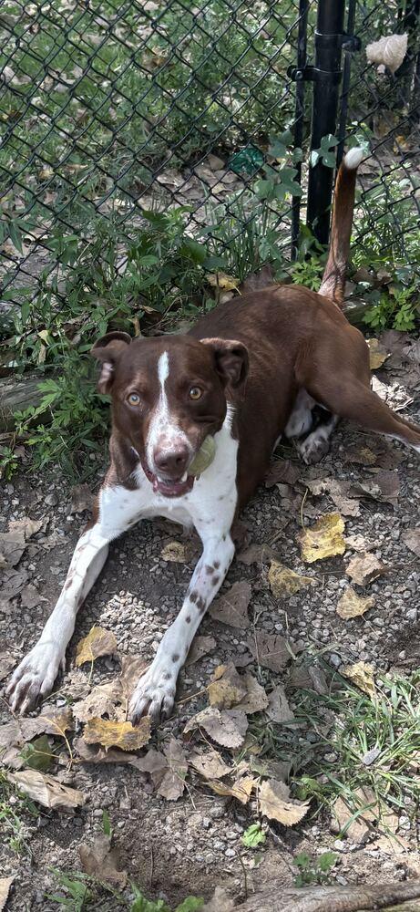 Enlarge Trevor, a Adoptable mixed breed in Elmsford, NY image 5/6