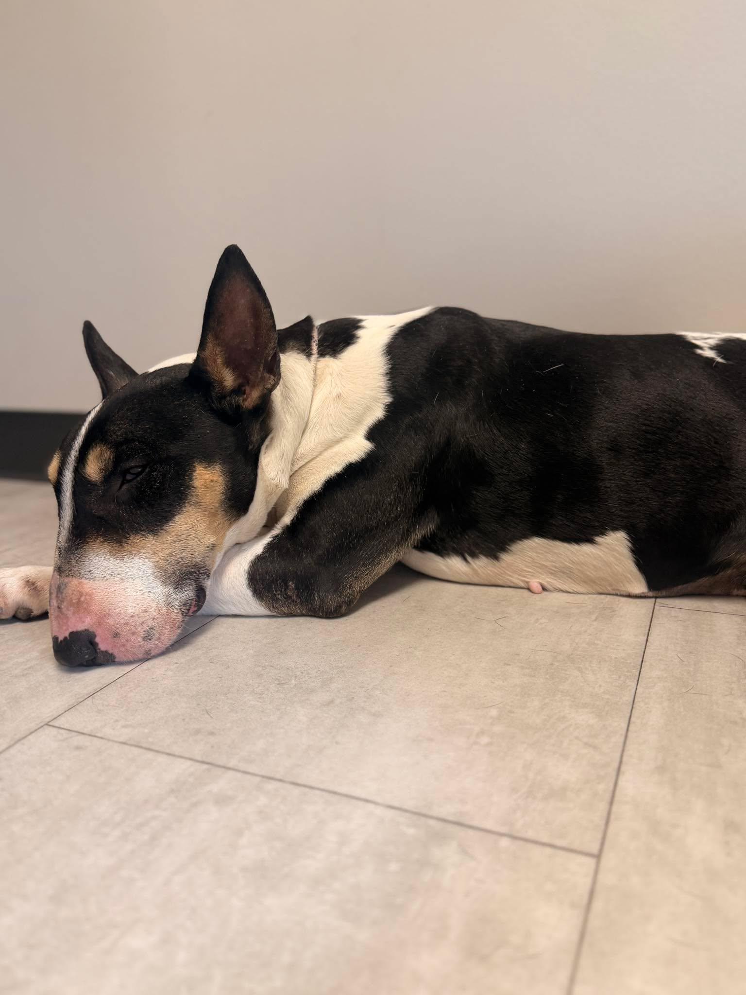26-046 Pandora, Adoptable, Adult Female Bull Terrier.