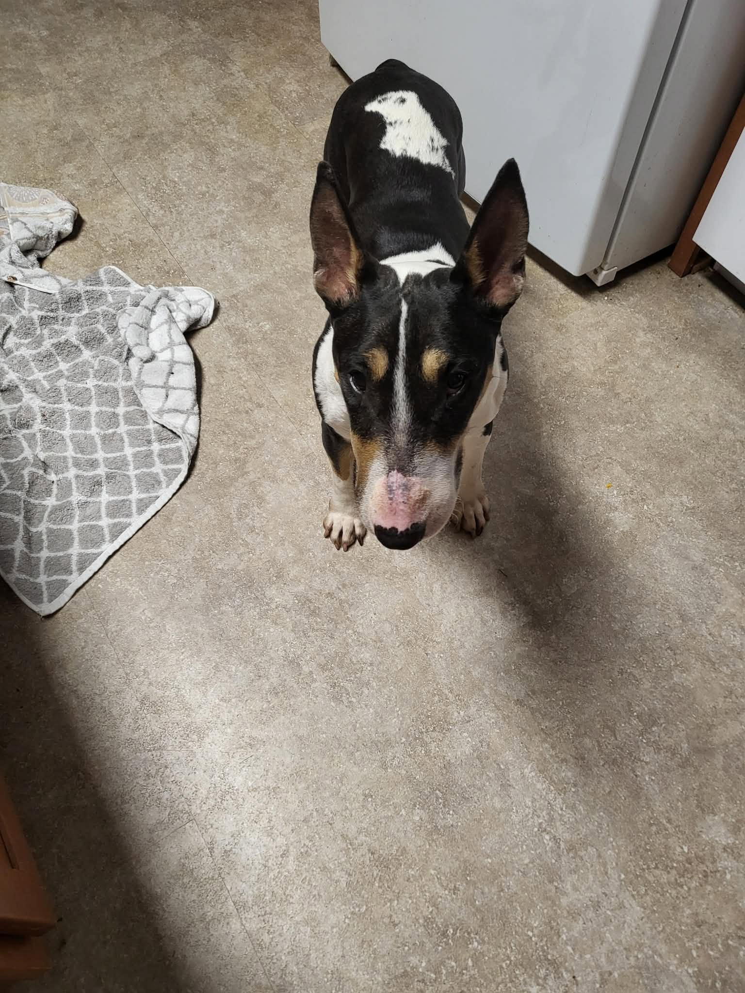 Enlarge 26-046 Pandora, a Adoptable Bull Terrier in Maryland Heights, MO image 2/3