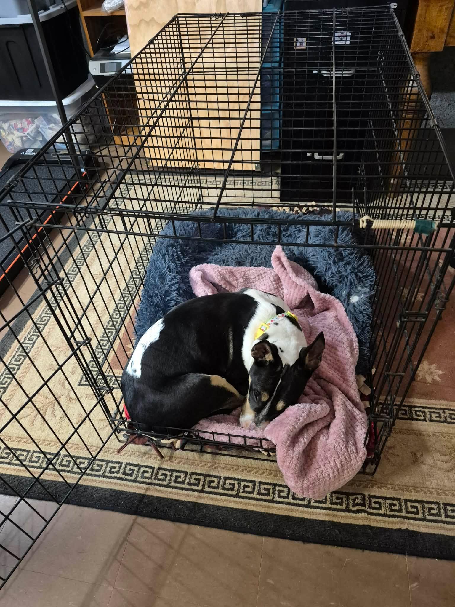 Enlarge 26-046 Pandora, a Adoptable Bull Terrier in Maryland Heights, MO image 3/3