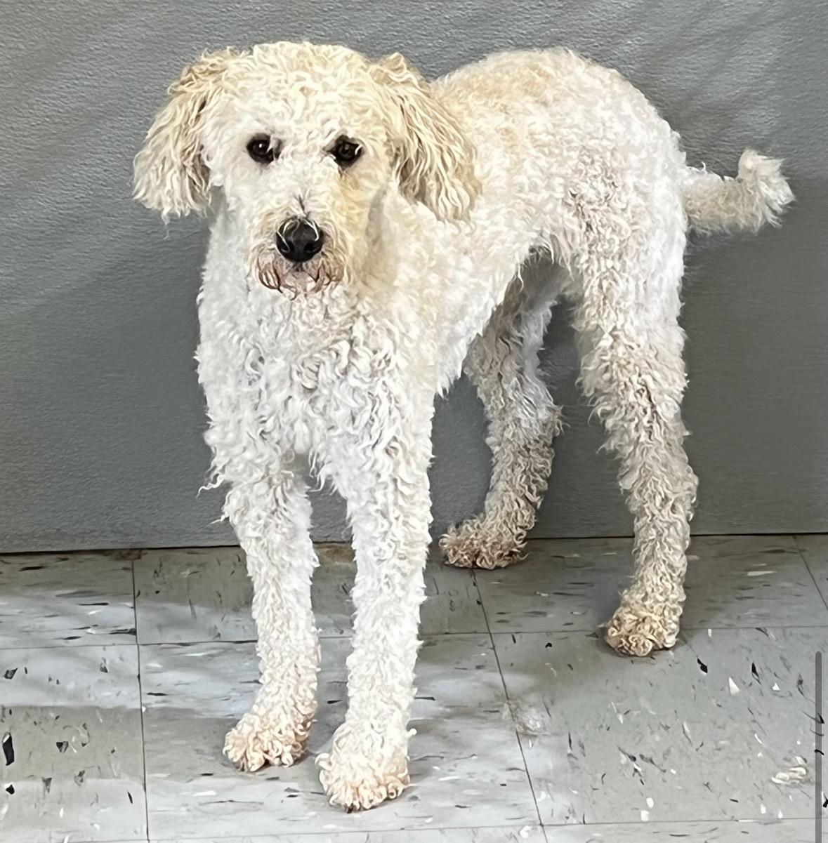 Enlarge Odin, a ADOPTABLE mixed breed in Somerville, MA image 3/4