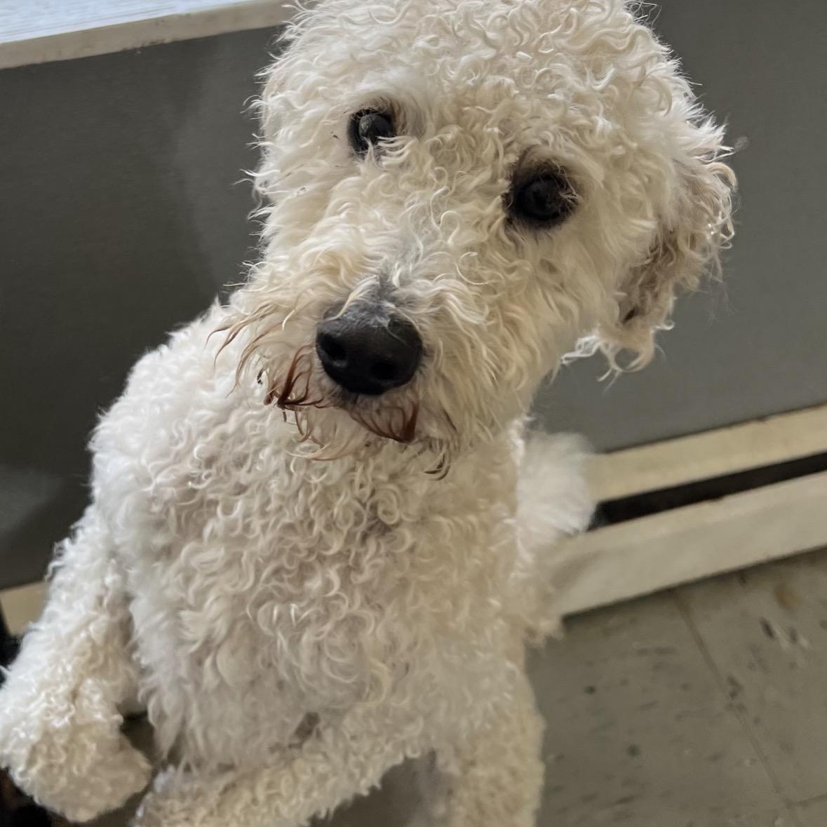 Odin, ADOPTABLE, Adult Male Poodle & Goldendoodle.