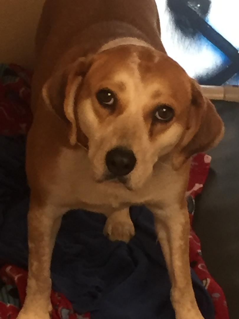 Jo Ellen, Adoptable, Adult Female Labrador Retriever & Collie.