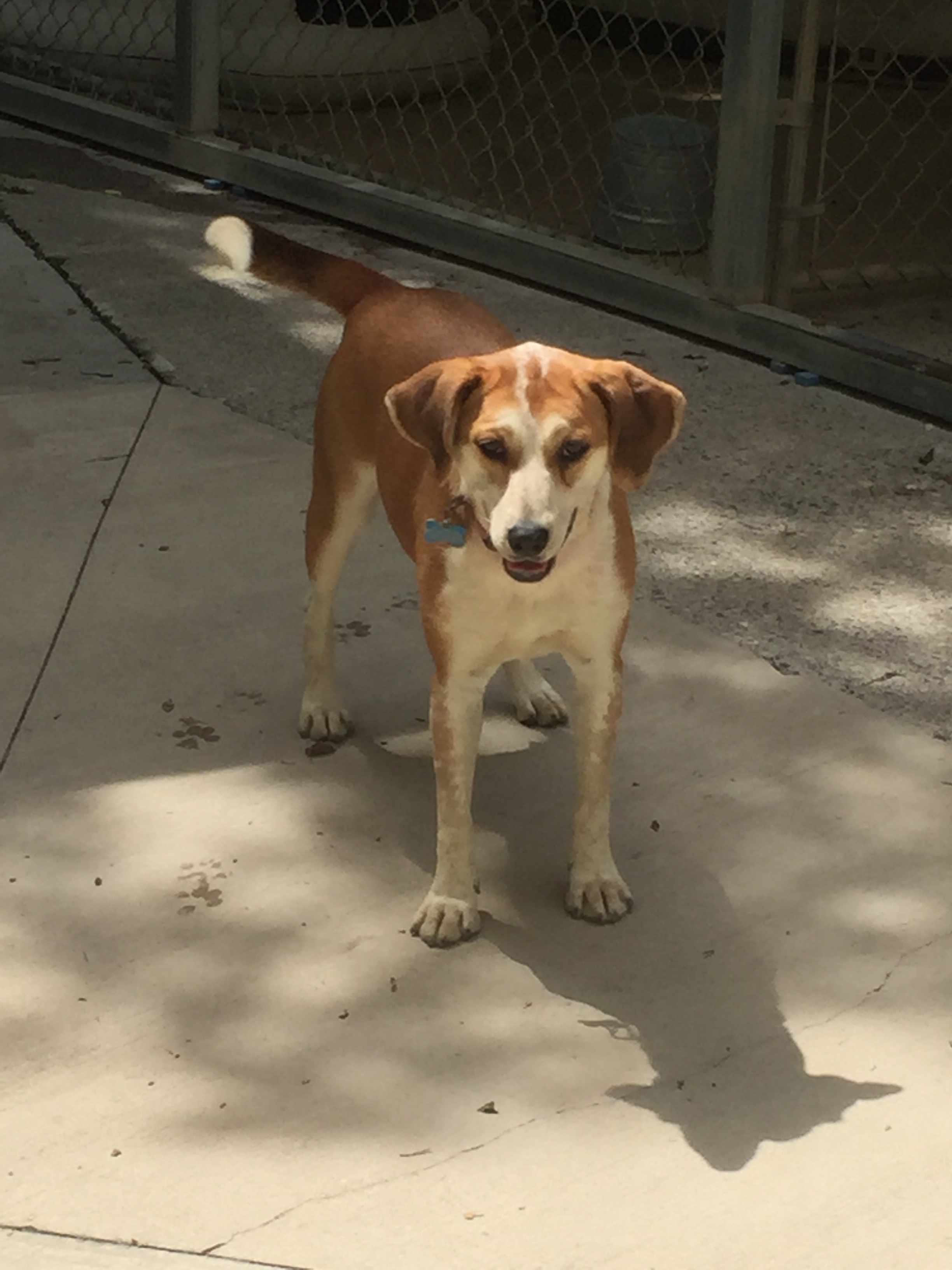 Enlarge Jo Ellen, a Adoptable mixed breed in Fincastle, VA image 2/4