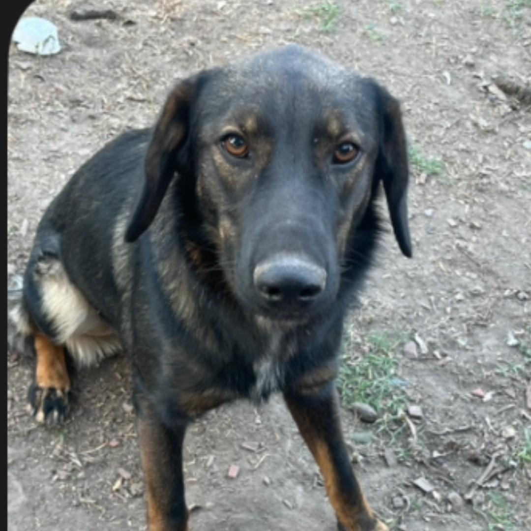 Enlarge Marley - Foster Needed!, a Adoptable mixed breed in Seattle, WA image 1/1