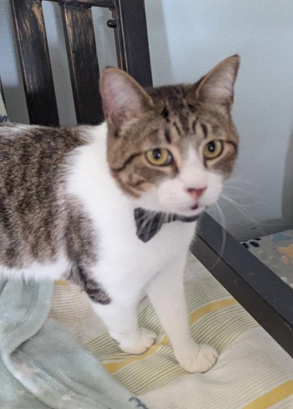 Tallon, Adopted, Adult Male Tabby & Domestic Short Hair.
