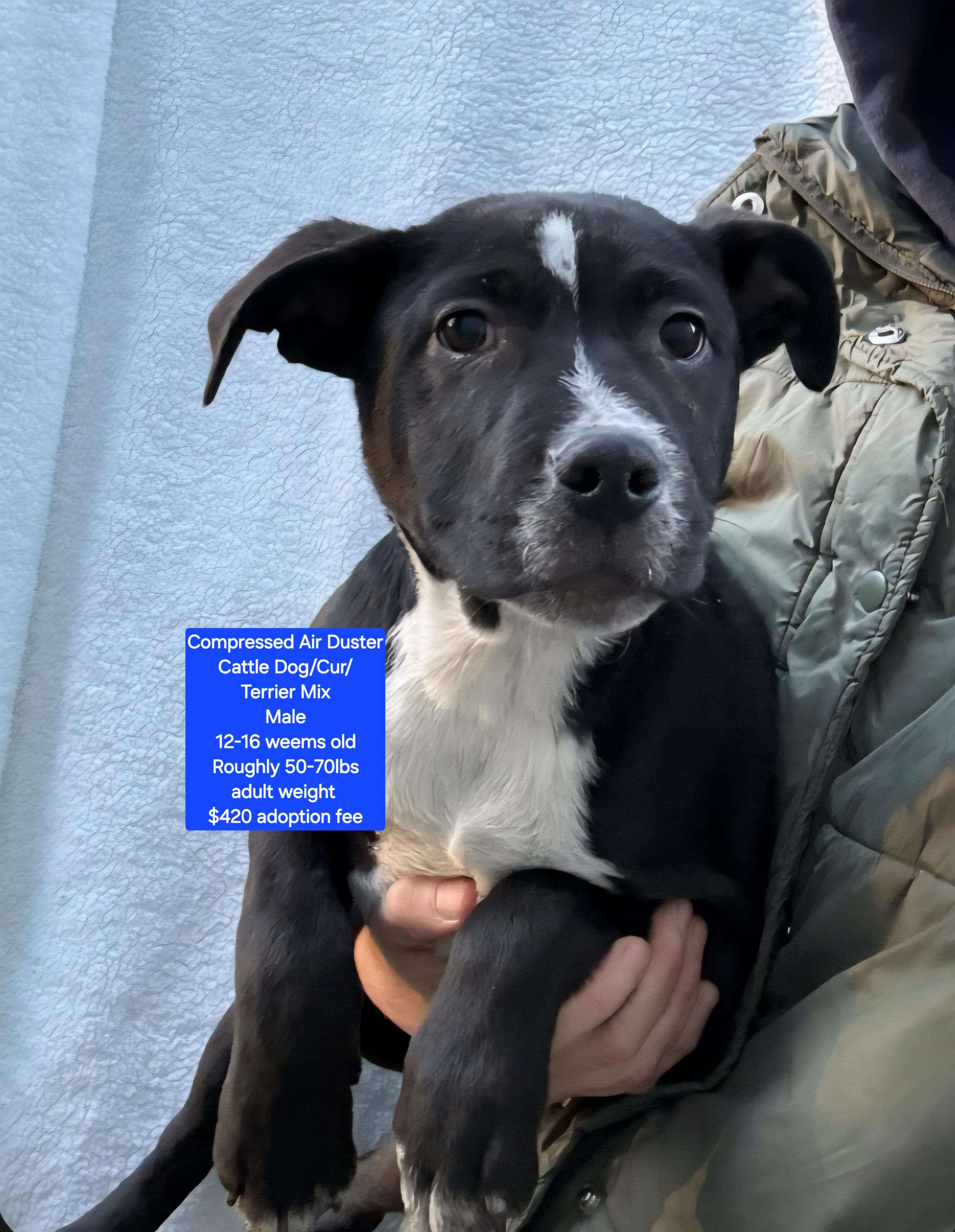 Enlarge Compressed Air Duster, a ADOPTABLE mixed breed in Oviedo, FL image 1/1