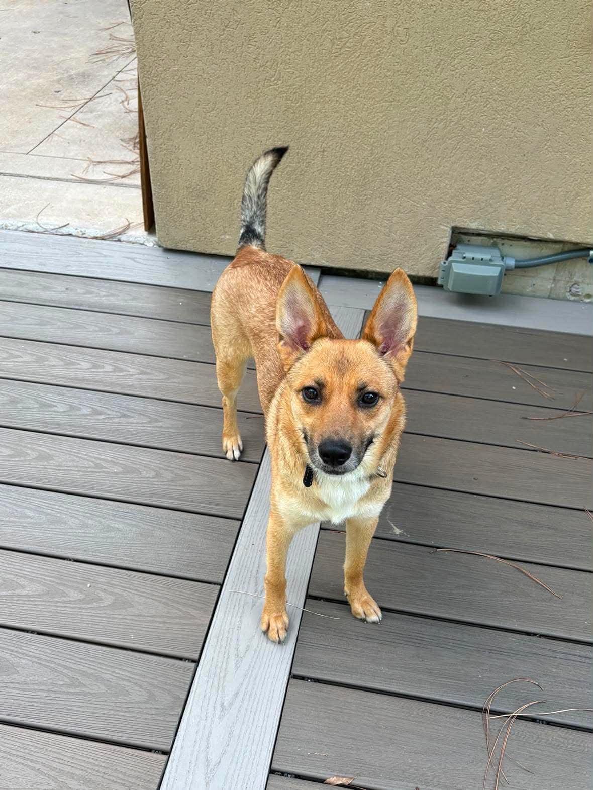 Tookie, Adoptable, Adult Female Carolina Dog & Shiba Inu.