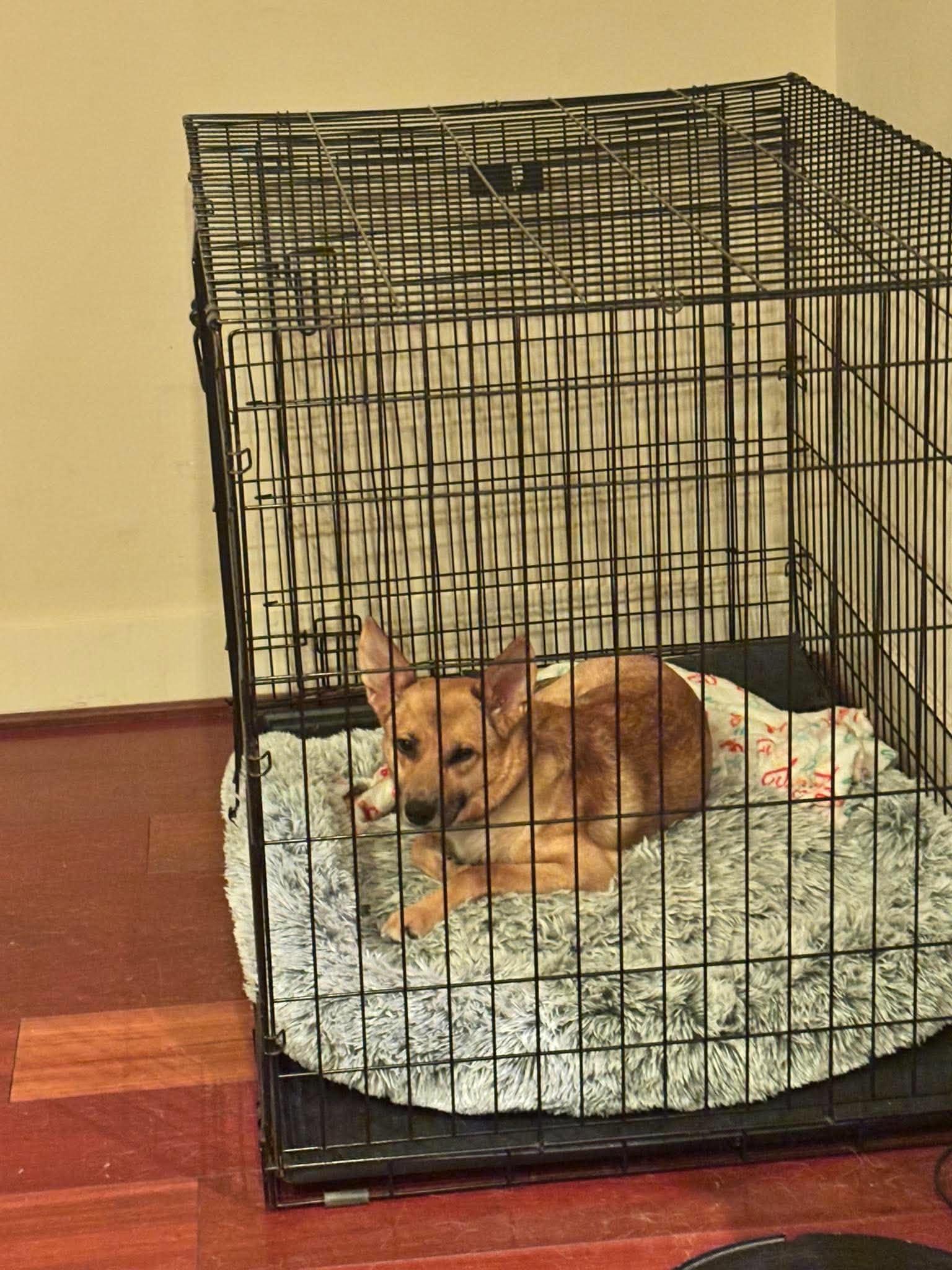 Enlarge Tookie, a Adoptable mixed breed in West Warwick, RI image 5/5