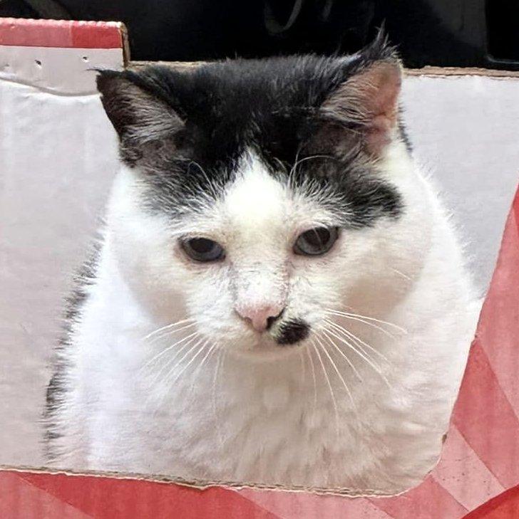 Trevor, a Adoptable Domestic Short Hair in Pittsburgh, PA image 1/6