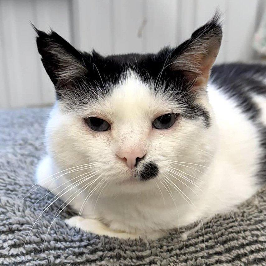 Trevor, a Adoptable Domestic Short Hair in Pittsburgh, PA image 2/6