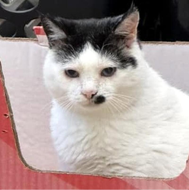 Trevor, Adoptable, Adult Male Domestic Short Hair.