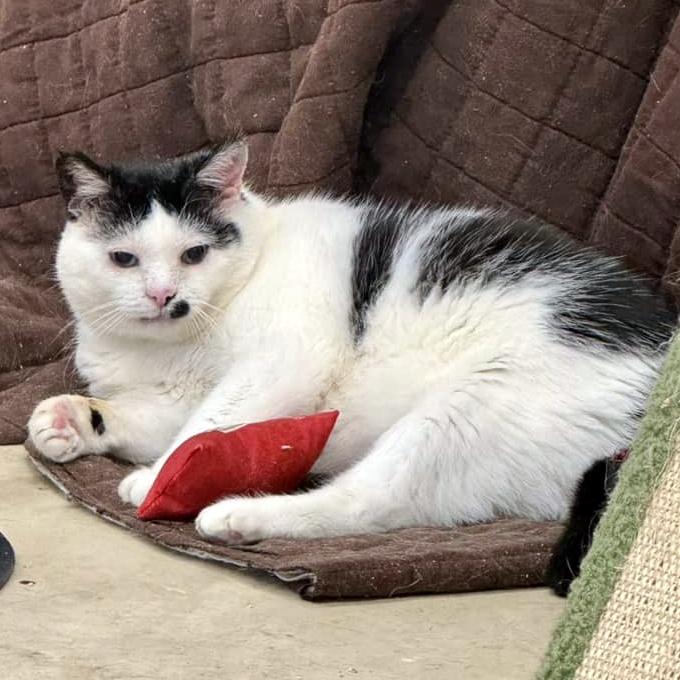 Trevor, a Adoptable Domestic Short Hair in Pittsburgh, PA image 5/6