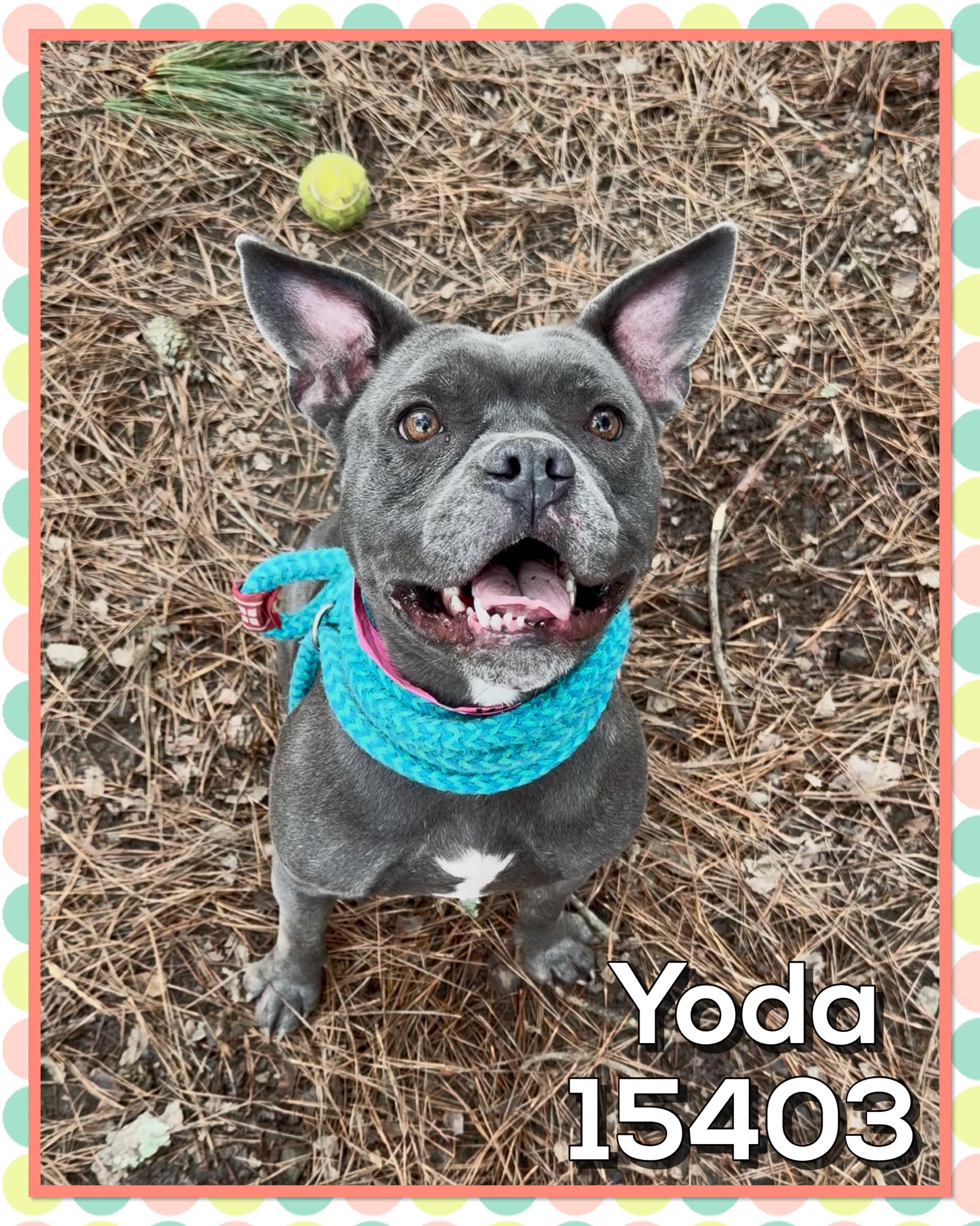 Enlarge YODA, a ADOPTABLE Pit Bull Terrier in Marietta, GA image 2/6