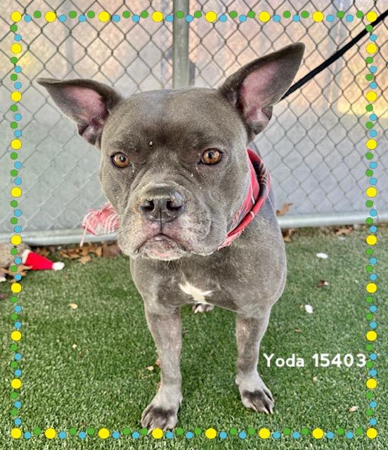 Enlarge YODA, a ADOPTABLE Pit Bull Terrier in Marietta, GA image 4/6