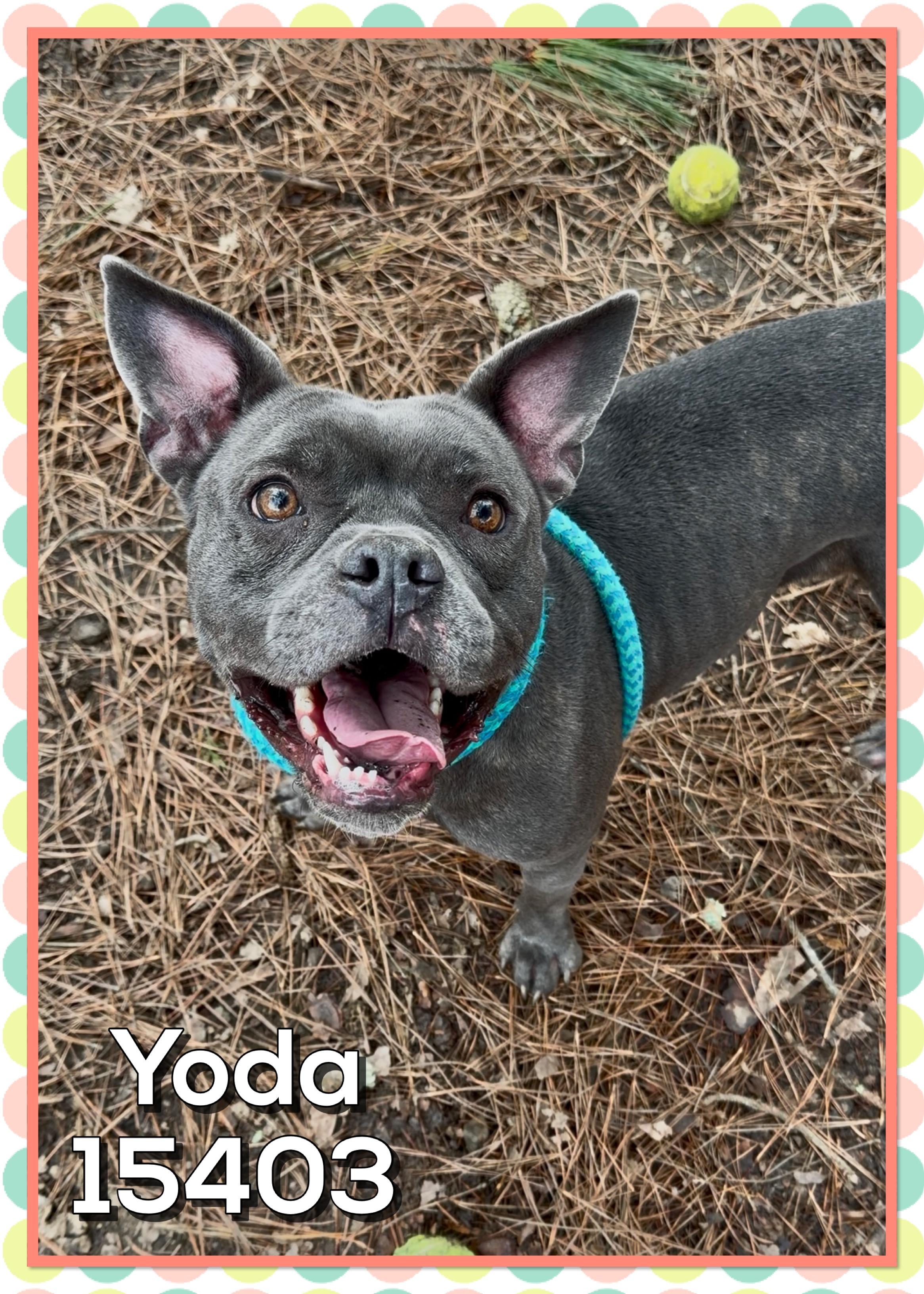 Enlarge YODA, a ADOPTABLE Pit Bull Terrier in Marietta, GA image 6/6