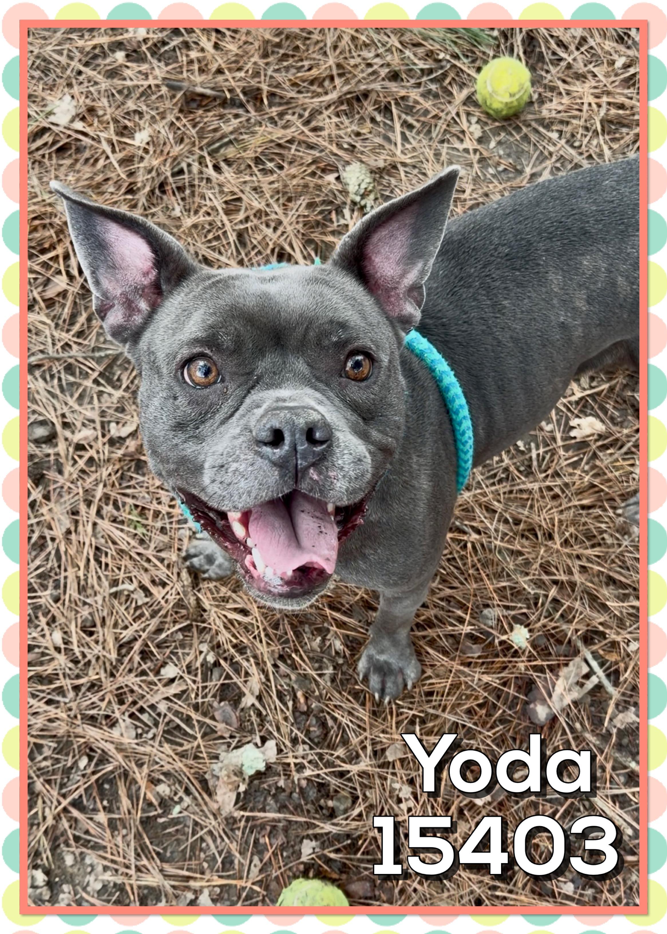 YODA, ADOPTABLE, Adult Female Pit Bull Terrier.