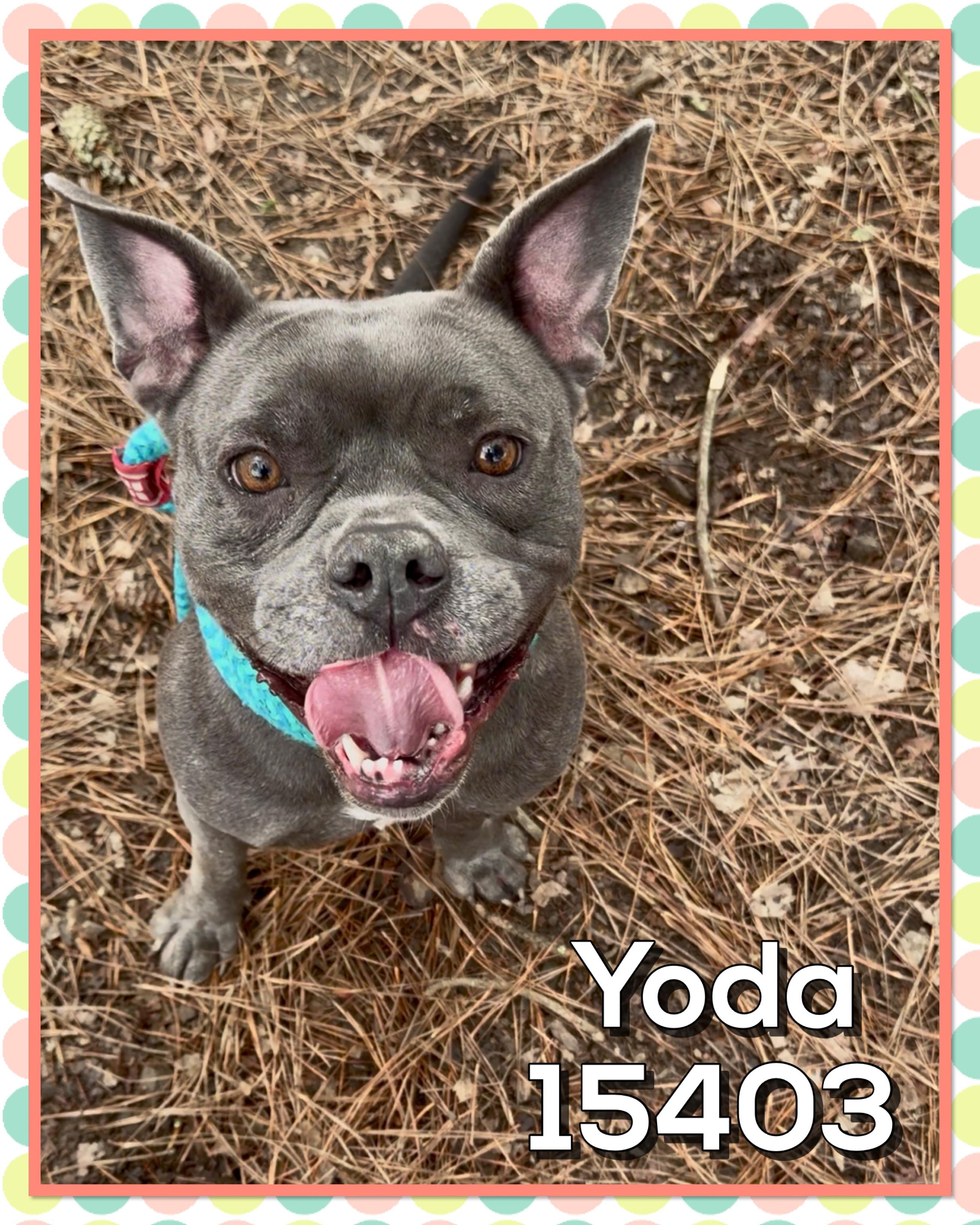 Enlarge YODA, a ADOPTABLE Pit Bull Terrier in Marietta, GA image 3/6