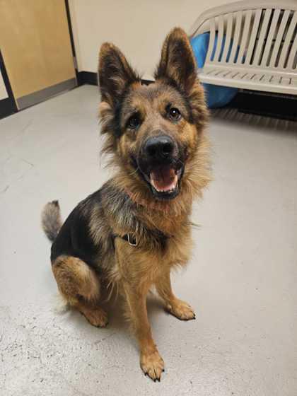 Enlarge Velma, an adopted mixed breed in Bellingham, WA image 2/3