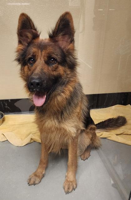 Enlarge Velma, an adopted mixed breed in Bellingham, WA image 3/3