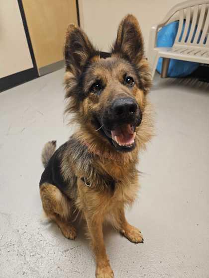 Velma, ADOPTABLE, Young Female German Shepherd Dog.