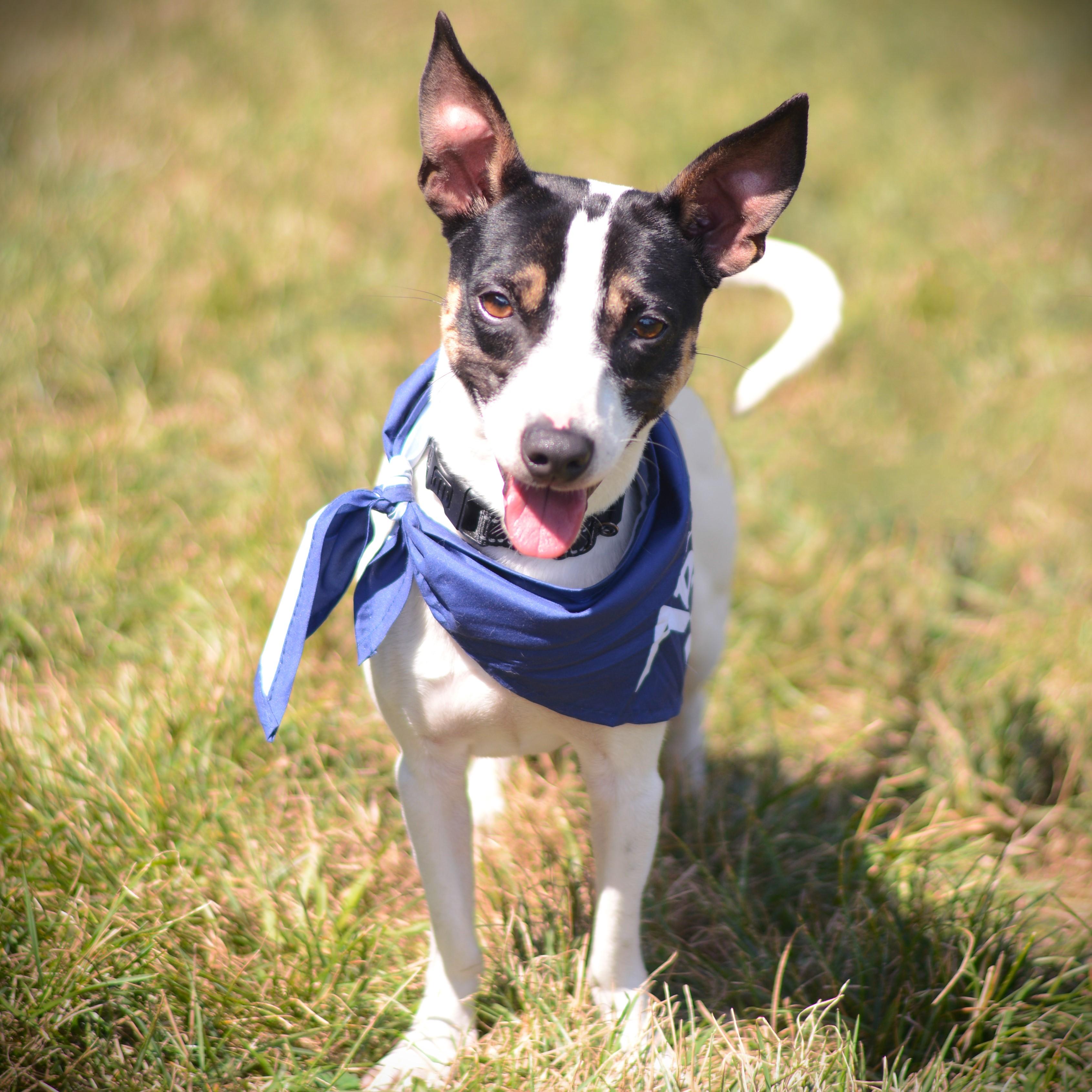 Enlarge Bam Bam, a Adoptable mixed breed in Amsterdam, NY image 5/5