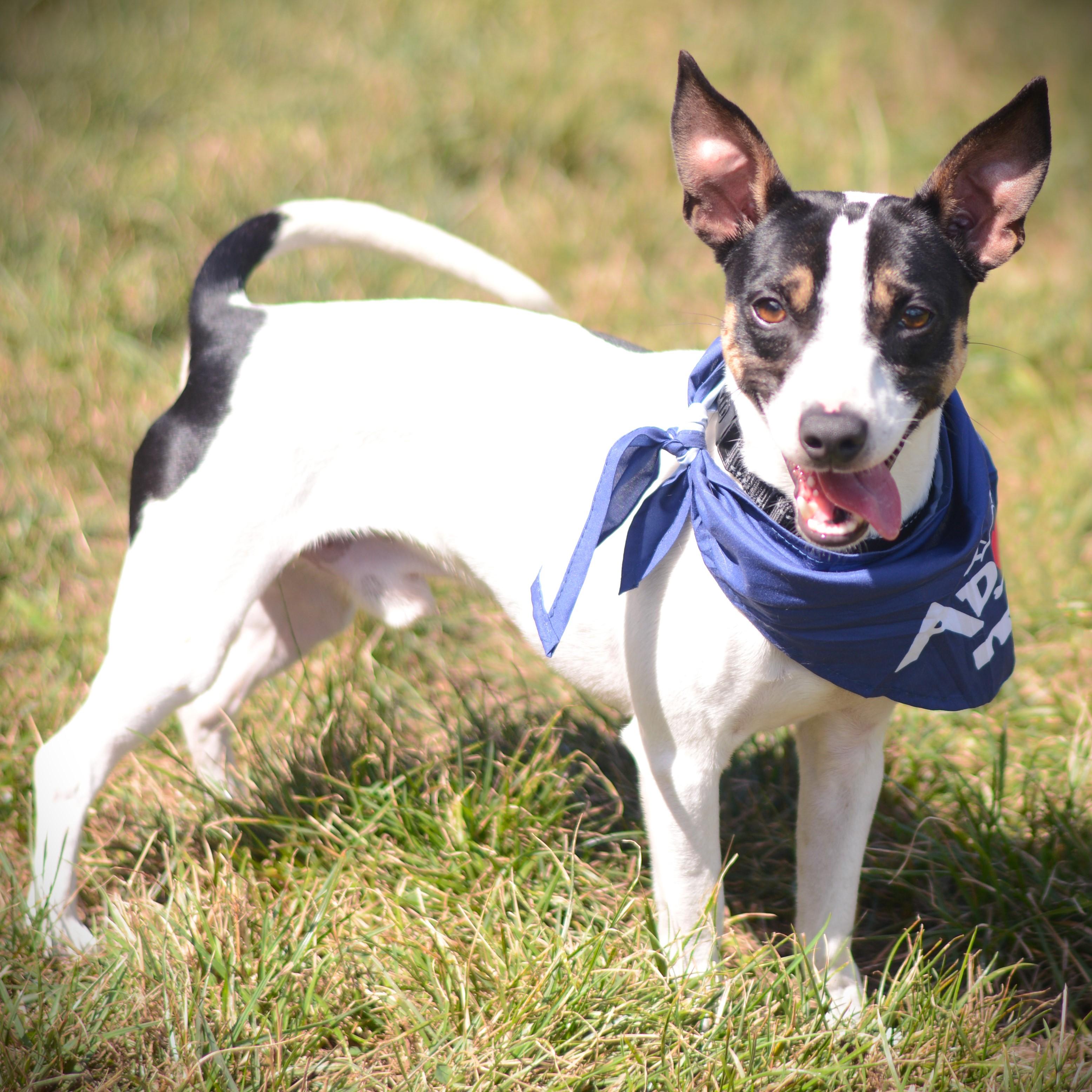 Enlarge Bam Bam, a Adoptable mixed breed in Amsterdam, NY image 2/5