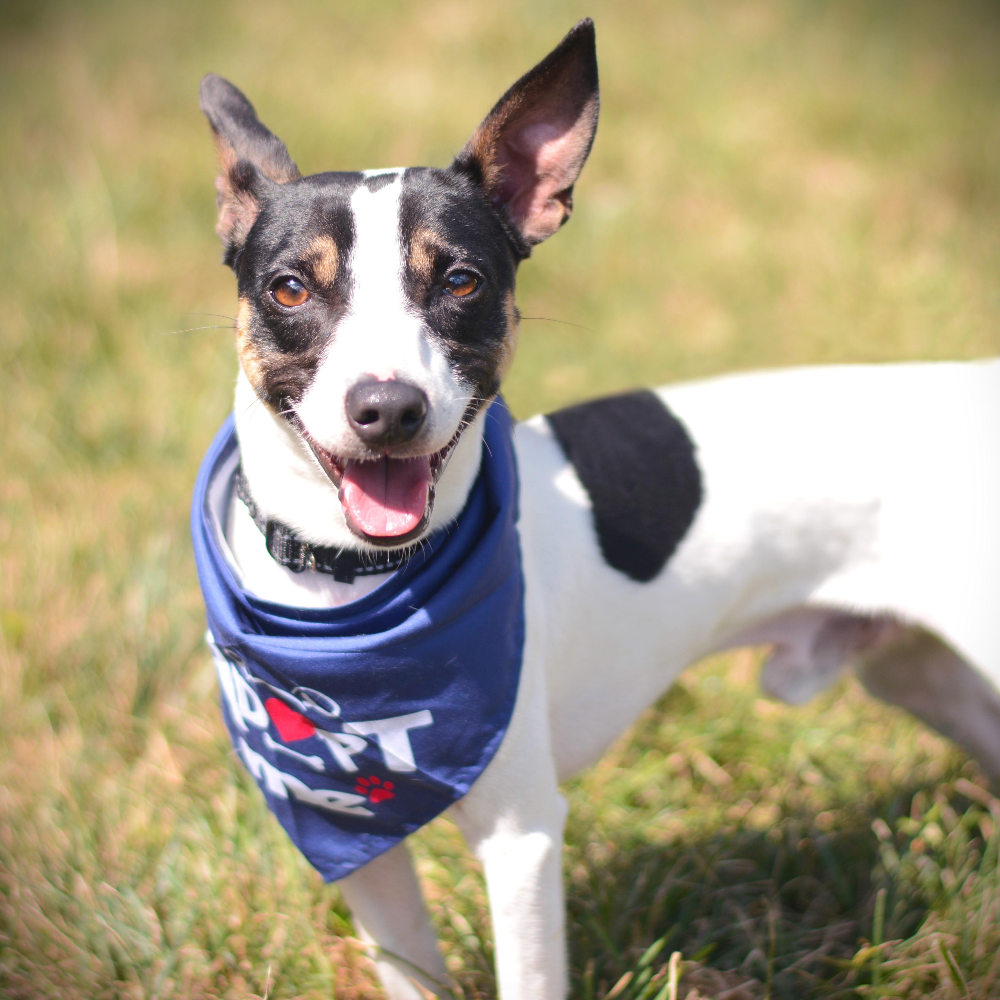 Enlarge Bam Bam, a Adoptable mixed breed in Amsterdam, NY image 4/5