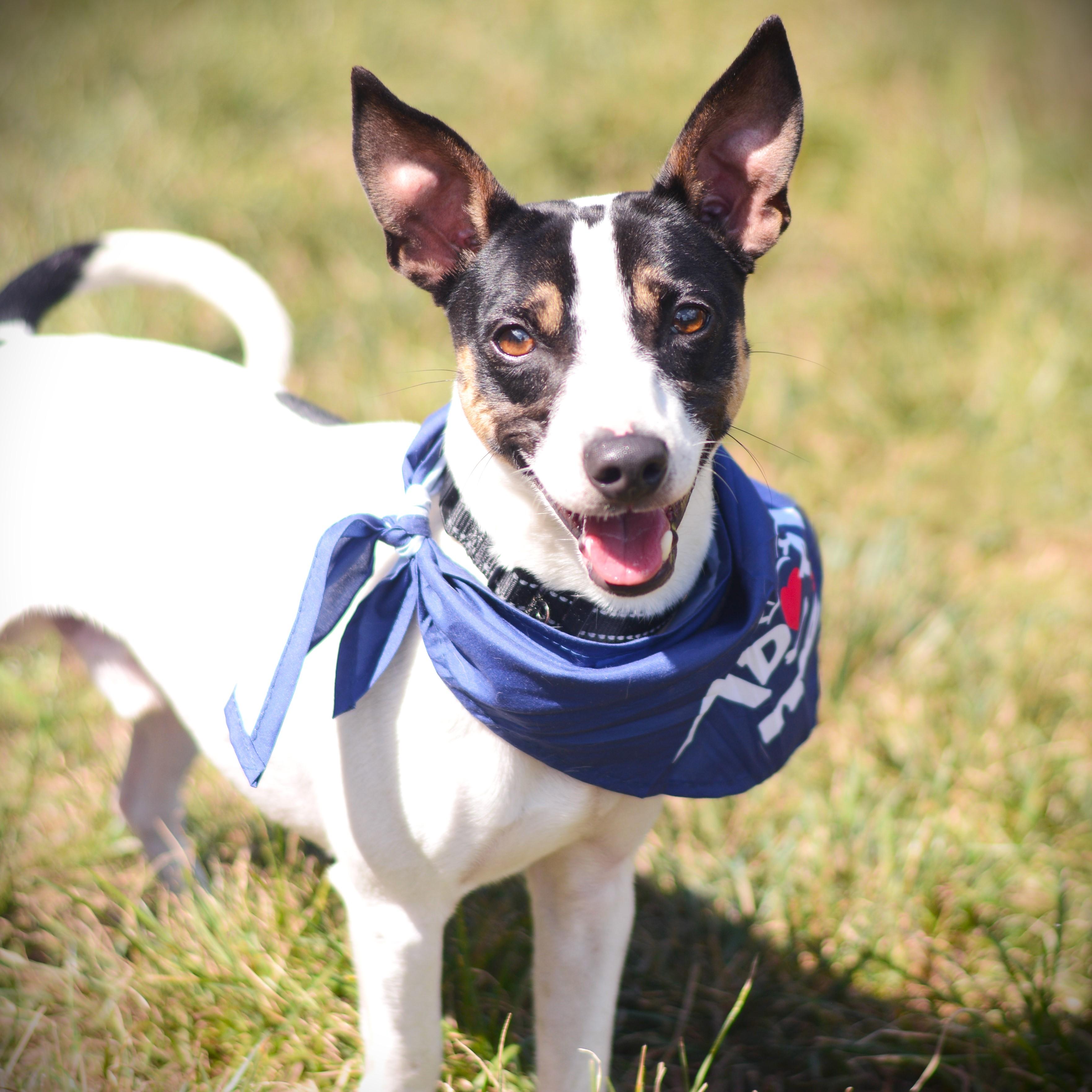 Enlarge Bam Bam, a Adoptable mixed breed in Amsterdam, NY image 1/5