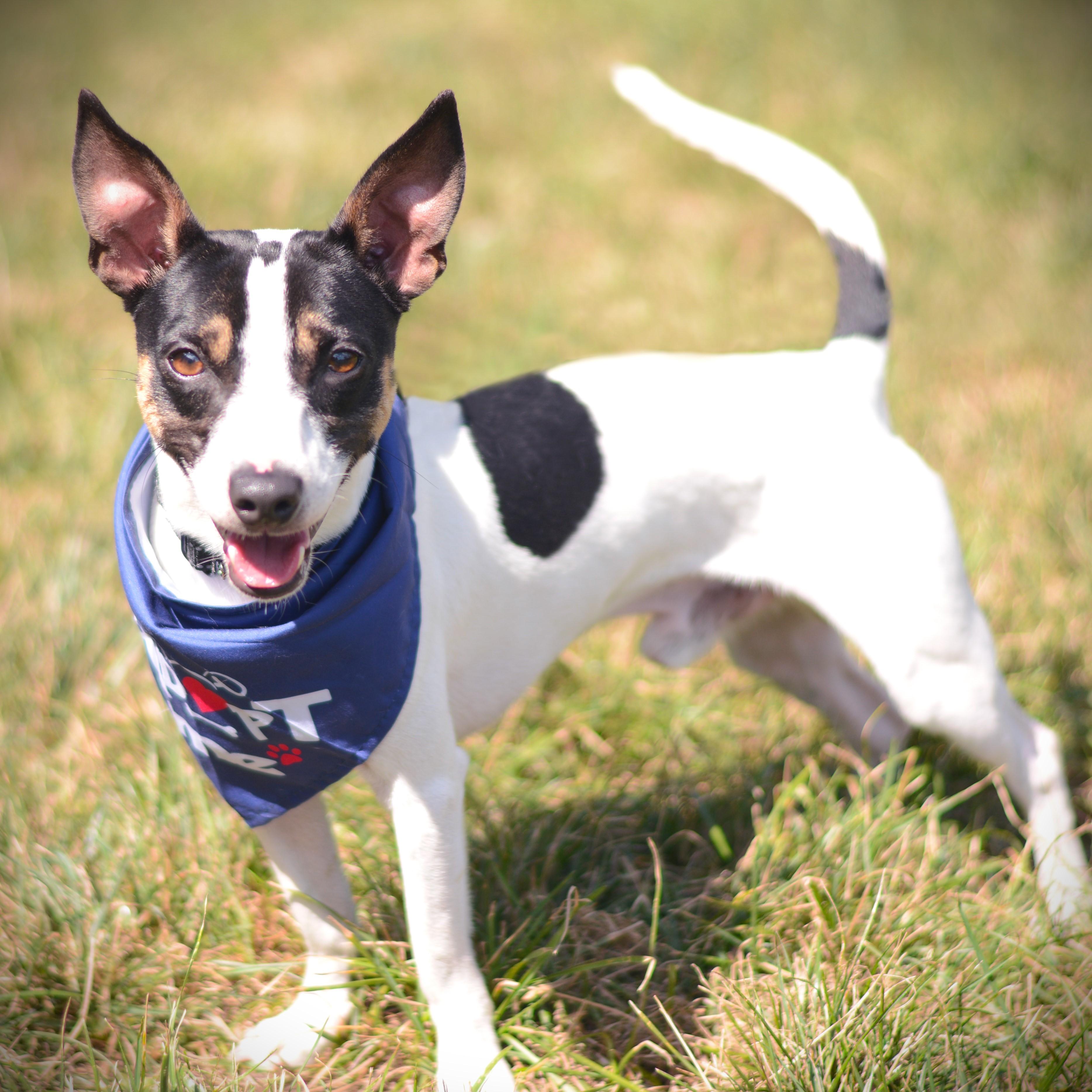 Enlarge Bam Bam, a Adoptable mixed breed in Amsterdam, NY image 3/5