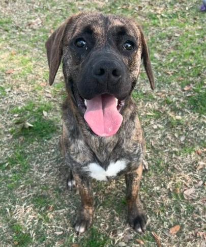 FUDGE, Adoptable, Young Male Pit Bull Terrier & Mixed Breed.
