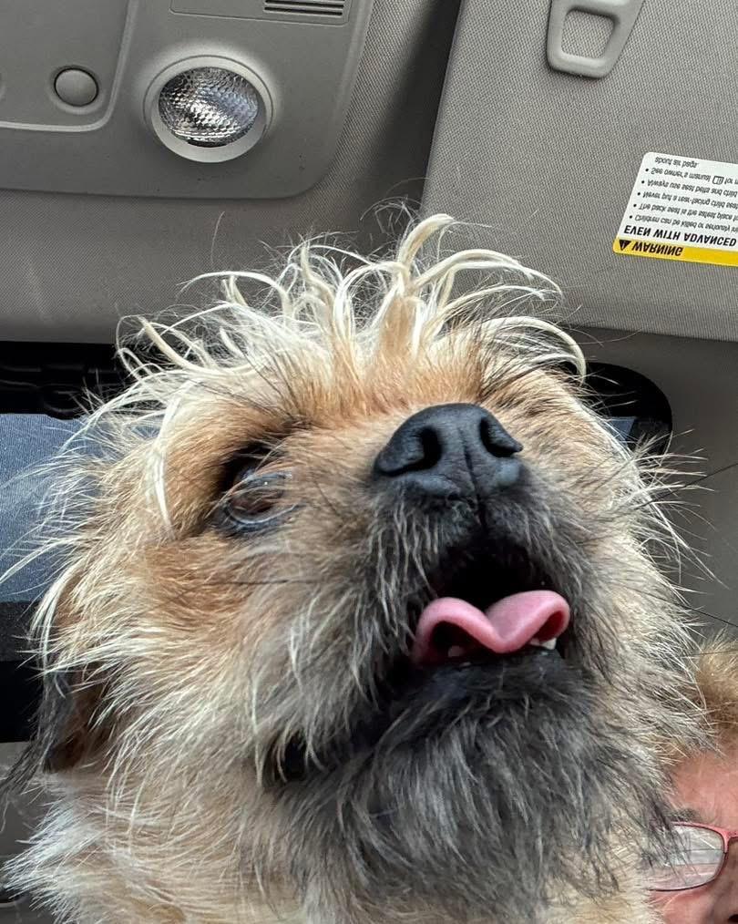 Chewy, an adoptable Puggle in Woodlawn, TN, 37191 | Photo Image 3