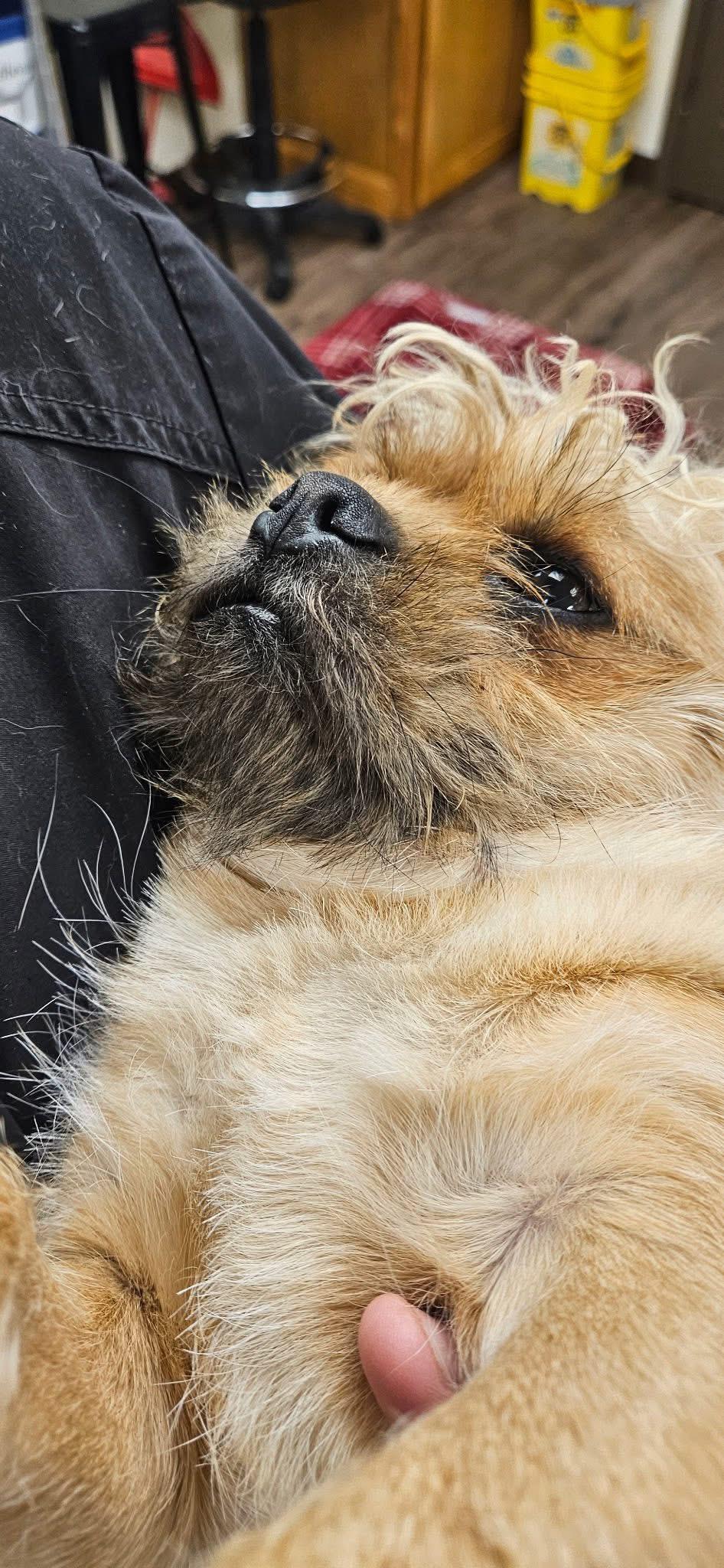 Chewy, an adoptable Puggle in Woodlawn, TN, 37191 | Photo Image 4