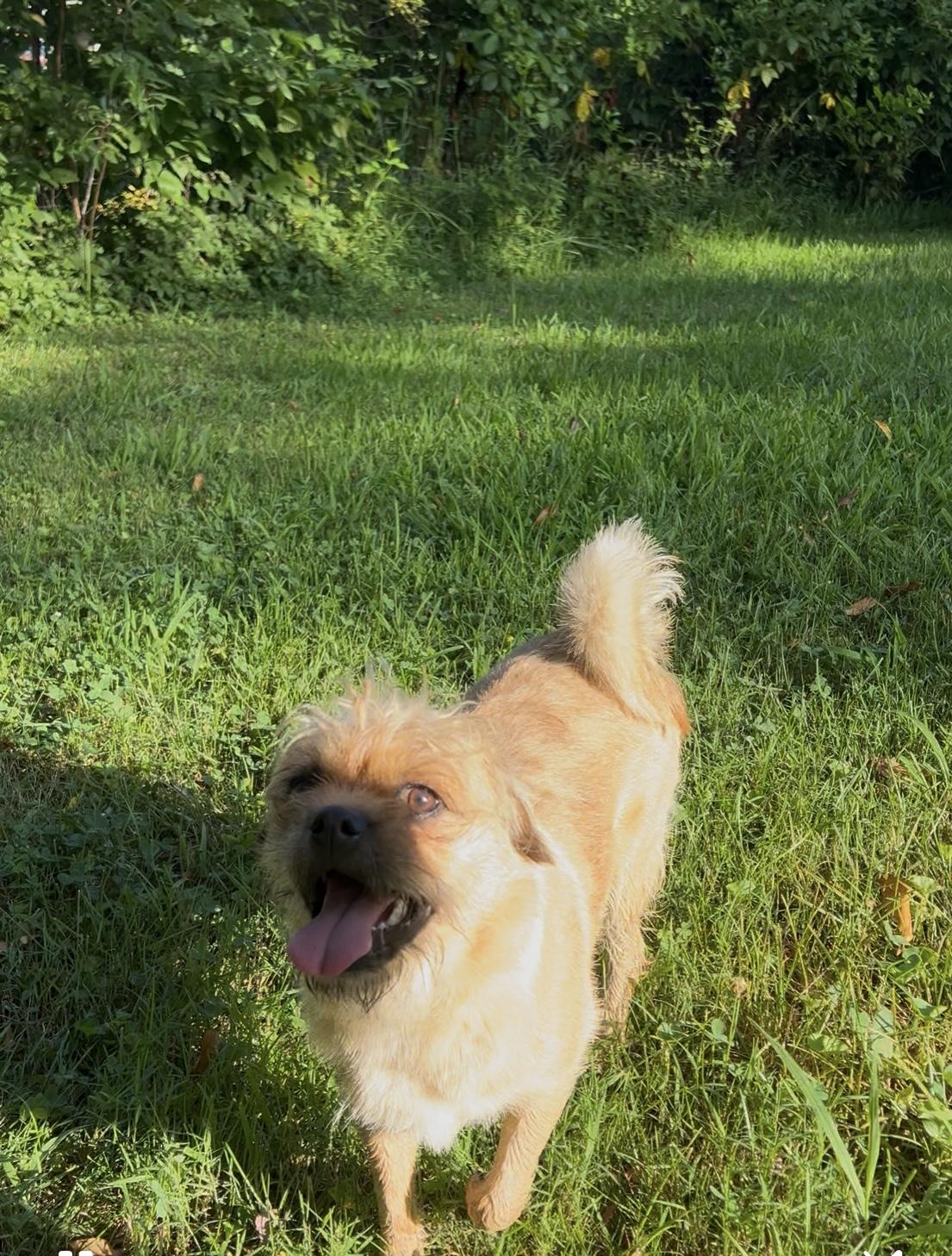 Chewy, an adoptable Puggle in Woodlawn, TN, 37191 | Photo Image 5