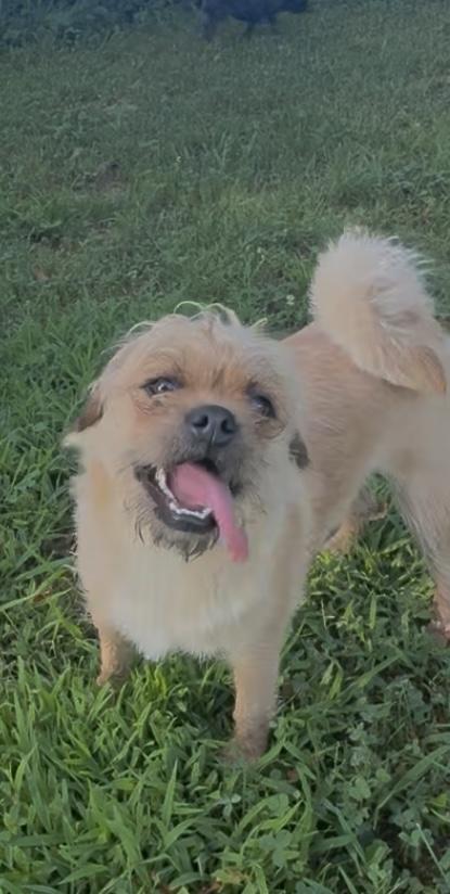 Chewy, an adoptable Puggle in Woodlawn, TN, 37191 | Photo Image 1