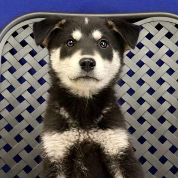 Pecos, Adoptable, Puppy Male German Shepherd Dog.