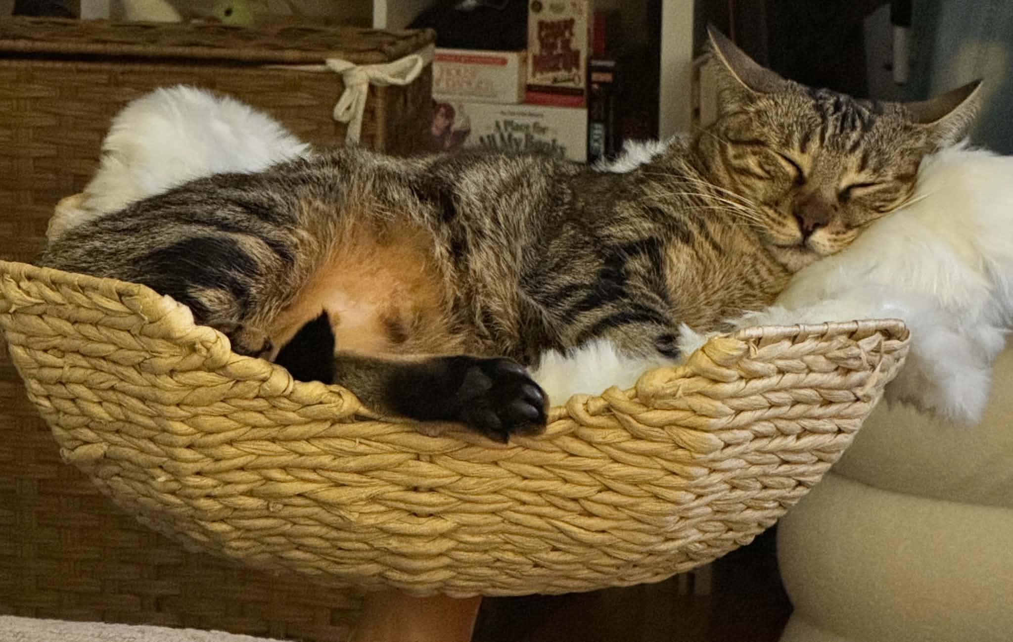 Becky, a ADOPTABLE Domestic Short Hair in New York, NY image 2/4