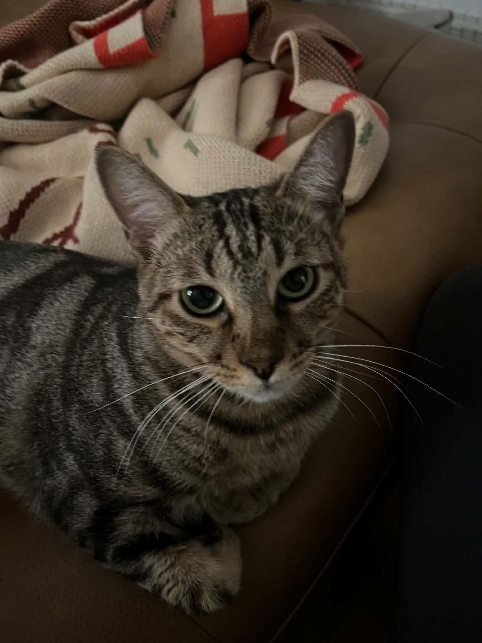 Becky, a ADOPTABLE Domestic Short Hair in New York, NY image 4/4